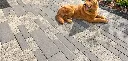 Promenade-Paver_Patio_Artline-Il-Campo0112-1300x624.webp